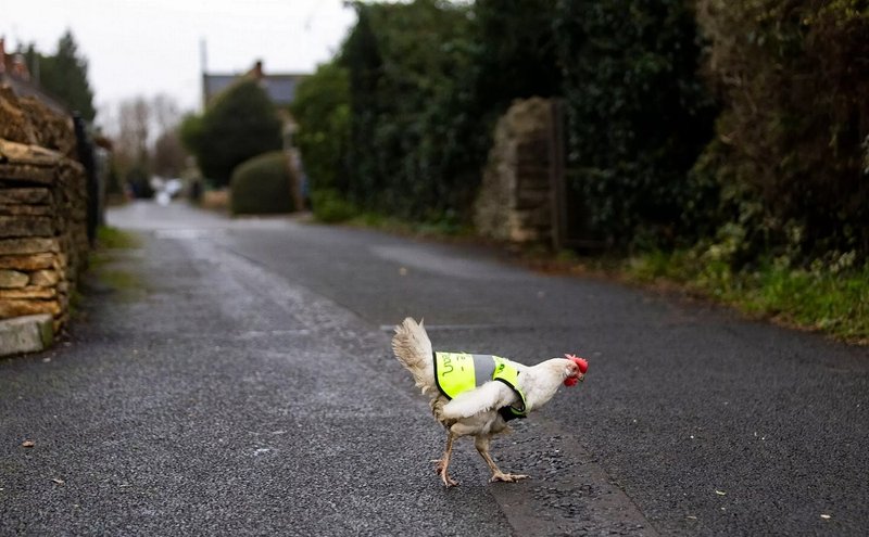 United Kingdom - chicken road gambling game